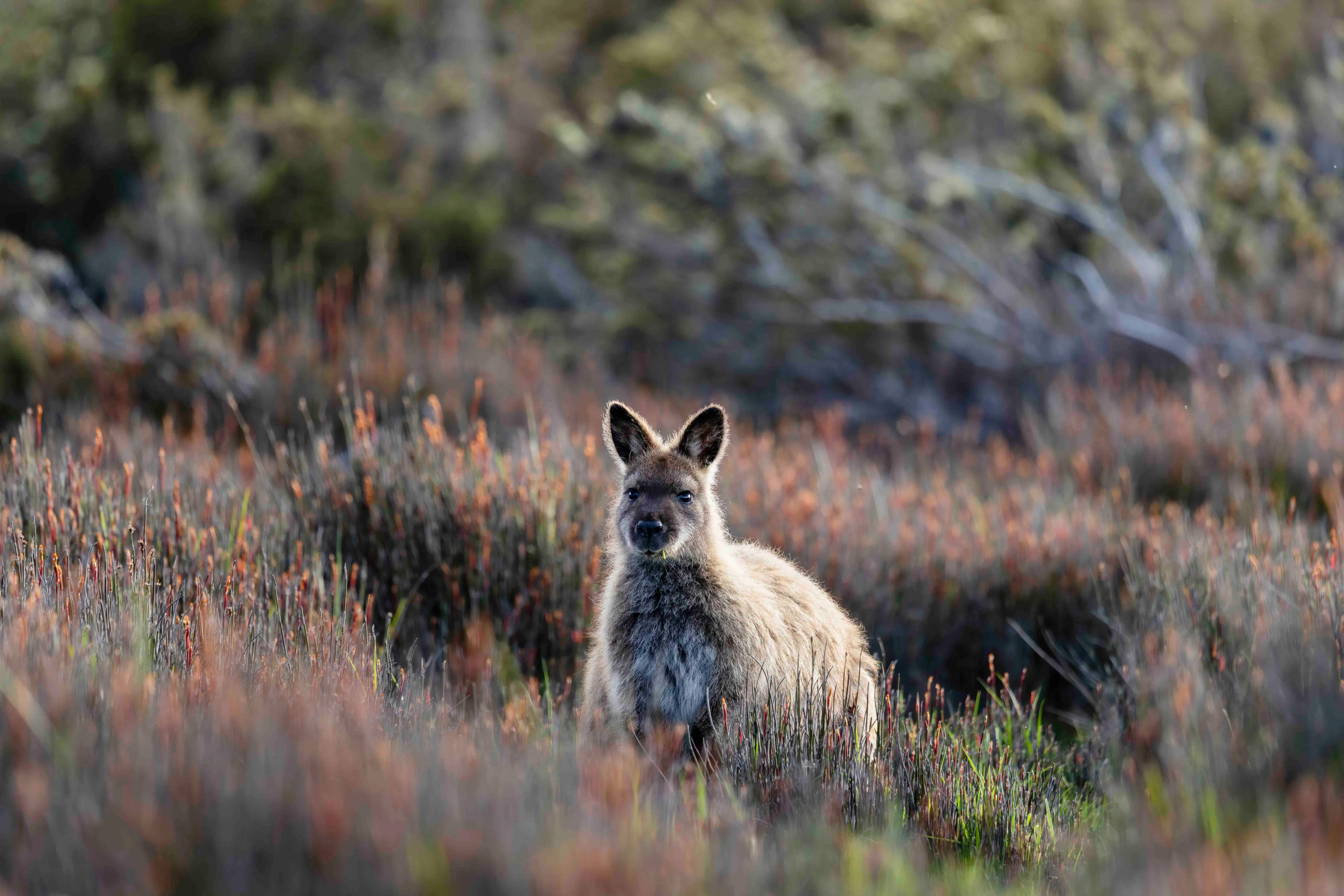 Bennett's wallaby in natural grassland habitat