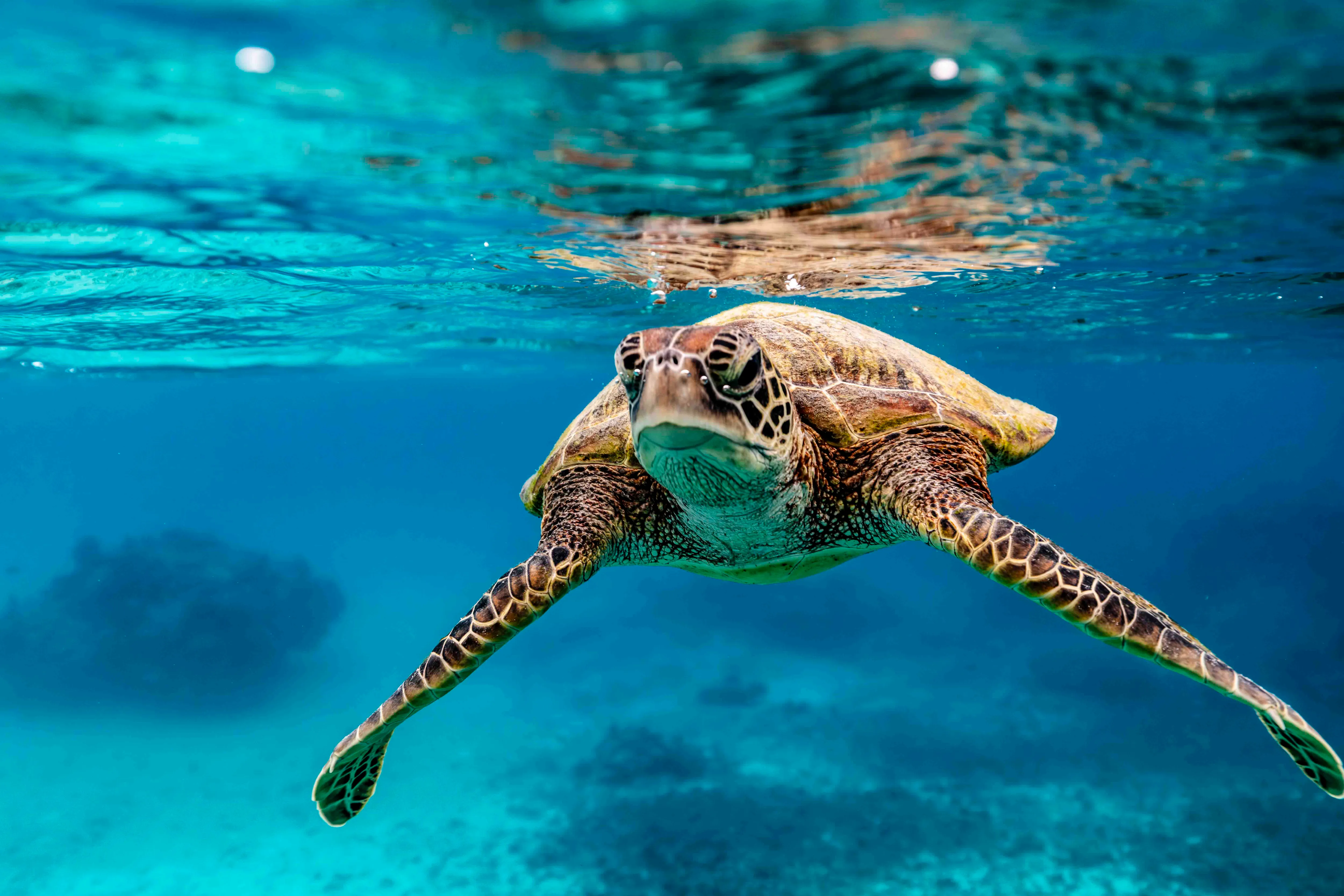 アオウミガメ（宮古島（沖縄））