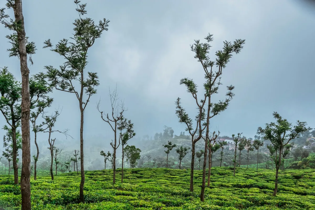 インドの植樹活動地域の風景