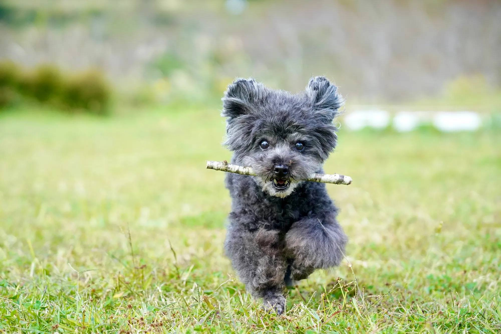木枝の遊び（日本）