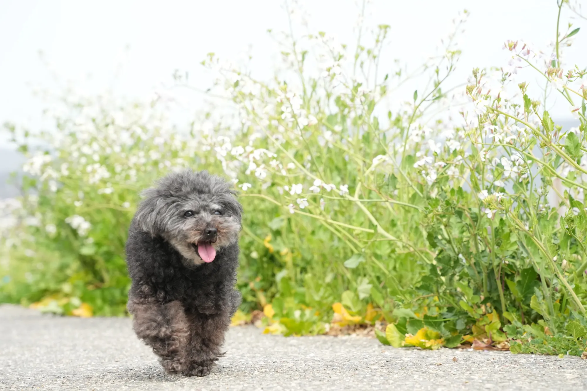 小道の散歩（日本）