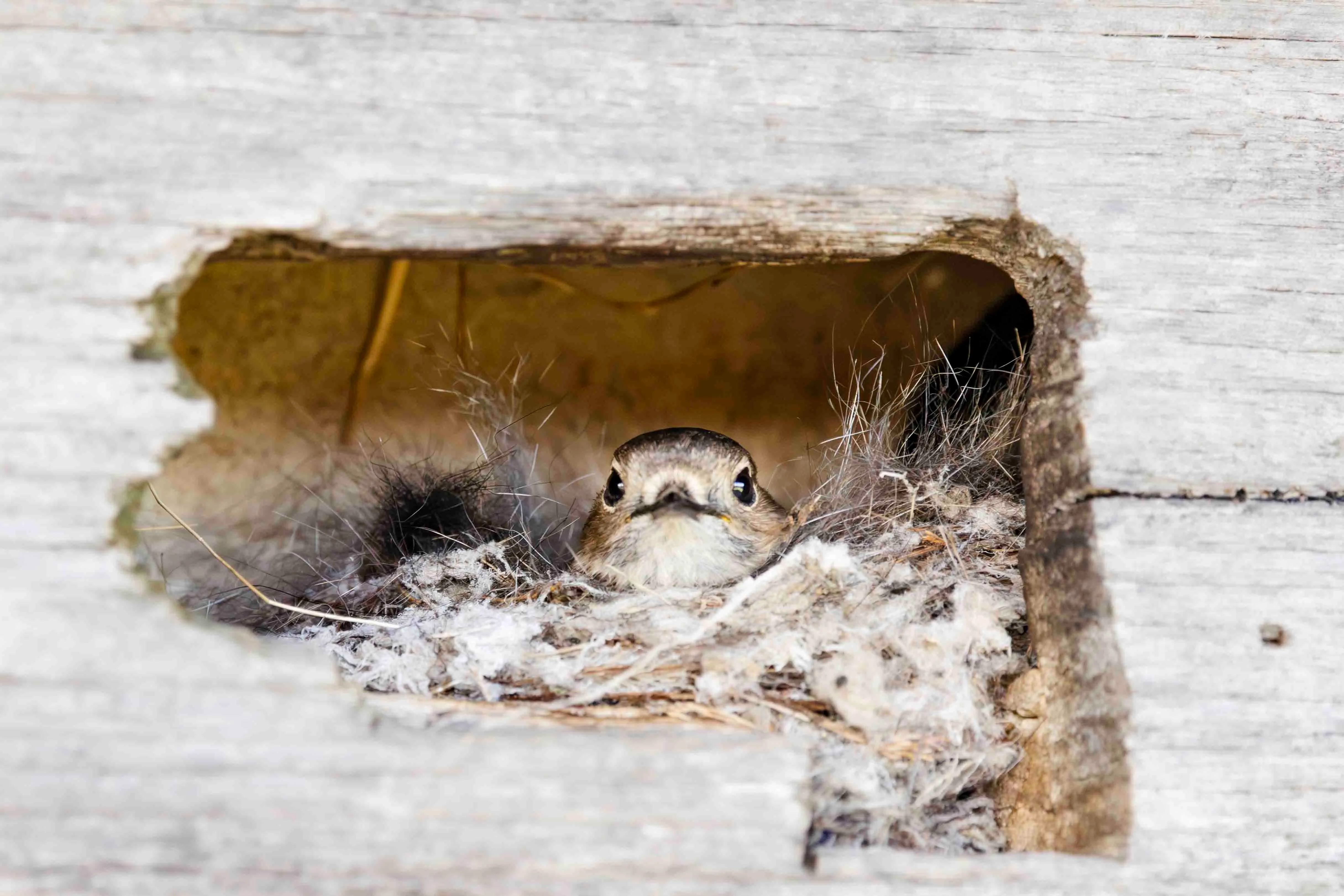フレームロビン（タスマニア（オーストラリア））