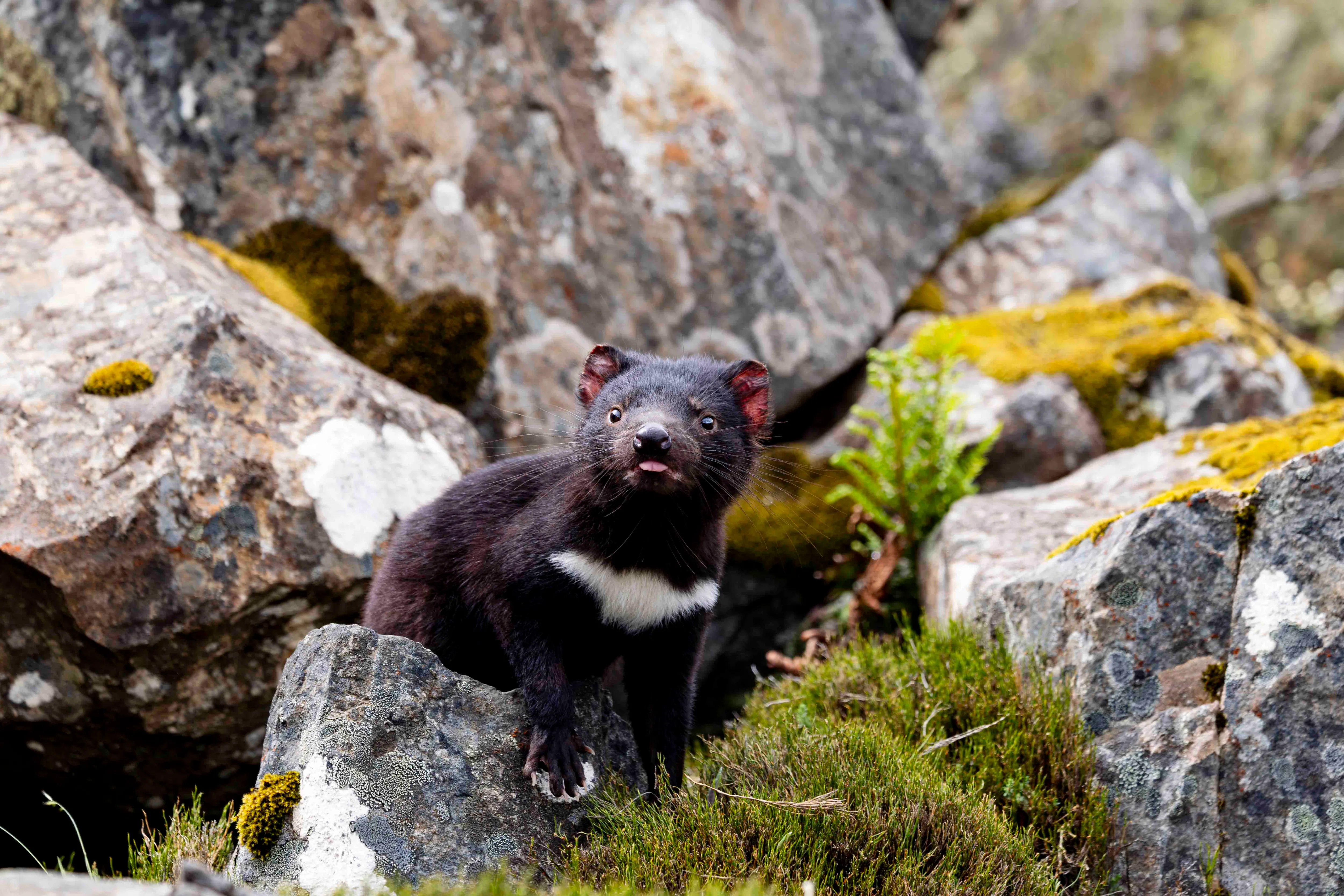 Tasmanian devil among rocky terrain