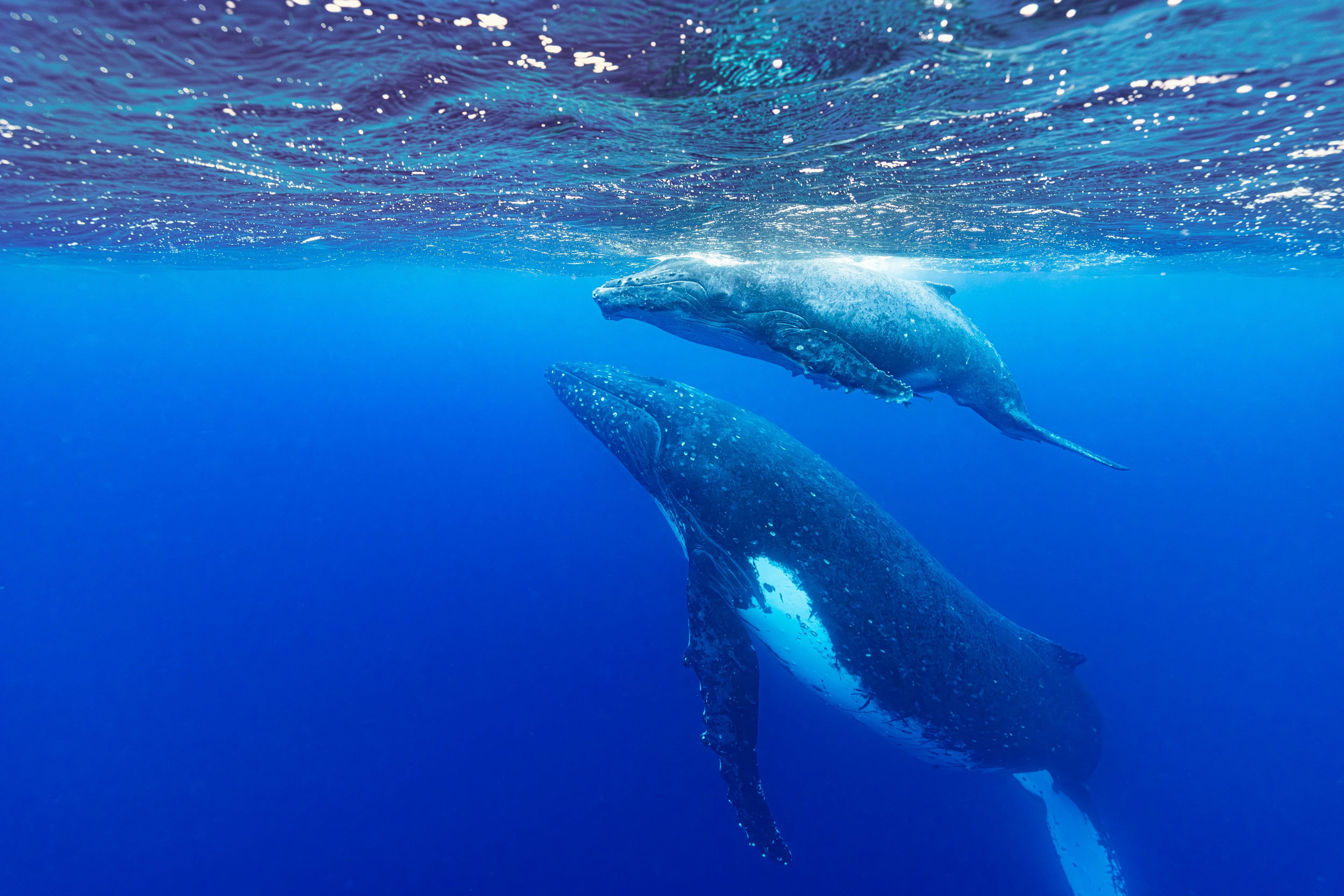 Whale emerging from ocean surface