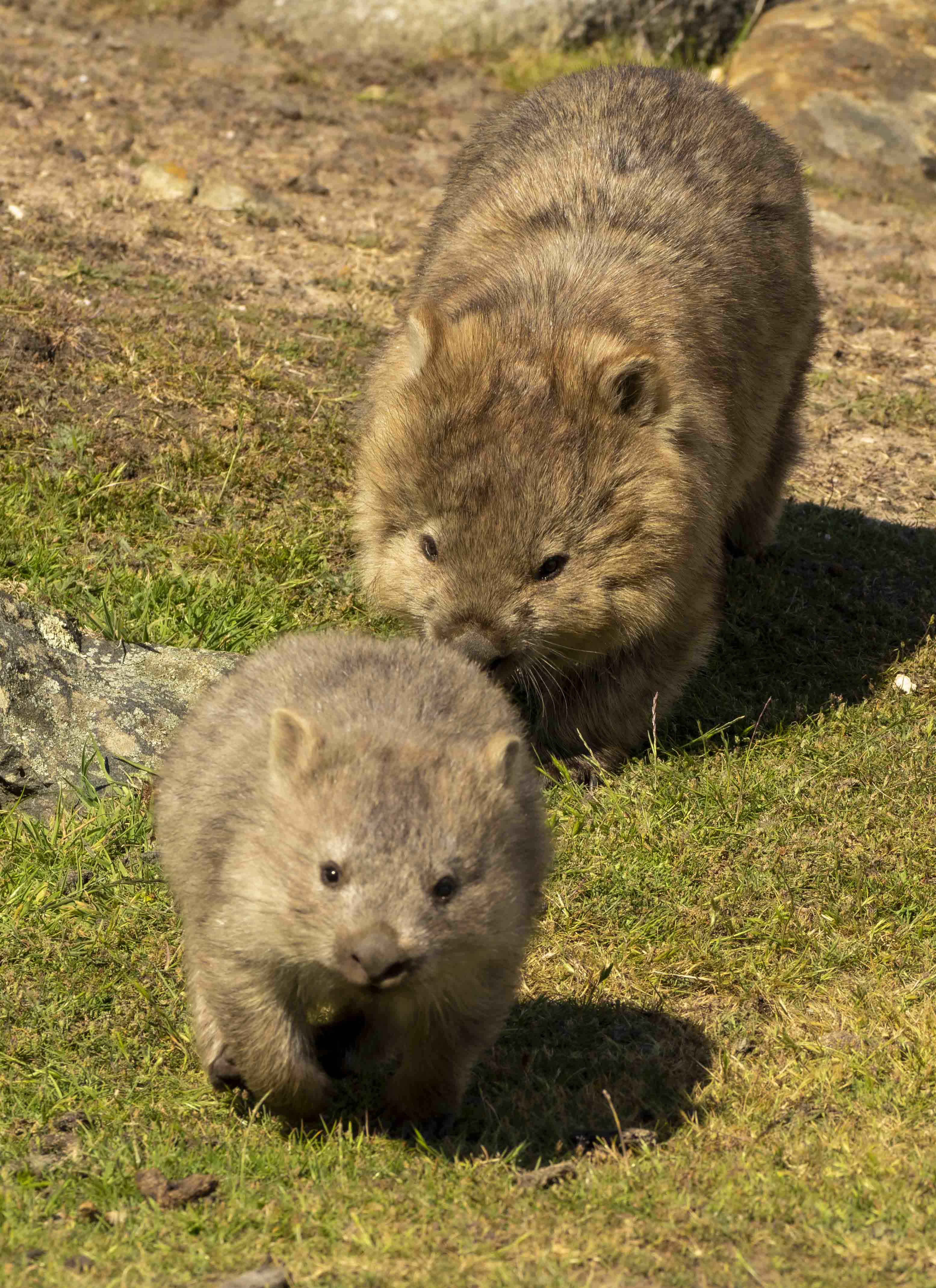Wombat mother and baby in black and white